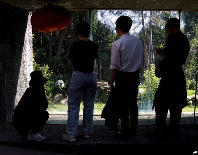 Visitors watch Xin Xin, the last giant panda in Latin America, as she sits inside her enclosure at the Chapultepec Zoo, in Mexico City, Friday, Nov. 11, 2022. (AP Photo/Fernando Llano)