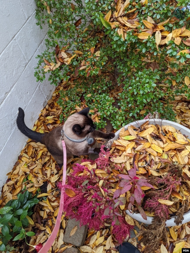 Siamese cat with leash in leaves.