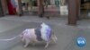 洛杉矶宠物猪上街 意外获得市民宠爱