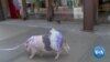 Porkchop The Pig Wins Los Angeles Hearts