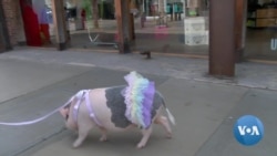 Porkchop The Pig Wins Los Angeles Hearts