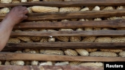 FILE - A farmer touches corn stored in a granary at a farm in Otzolotepec, on the outskirts of Mexico City, Feb. 7, 2017. 
