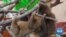 Rehab Center Helps Sloths Hurt by Human Activity