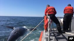 FILE - This April 2017 photo provided by the U.S. Coast Guard shows a young right whale that was founded dead in Cape Cod Bay. The right whale is one of 13 to die in the United States and Canada in 2017. 