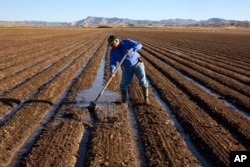 FILE --Joe Bernal works on his family's farm, Sept. 1, 2022, in Fruita, Colorado. (Hugh Carey/The Colorado Sun via AP)