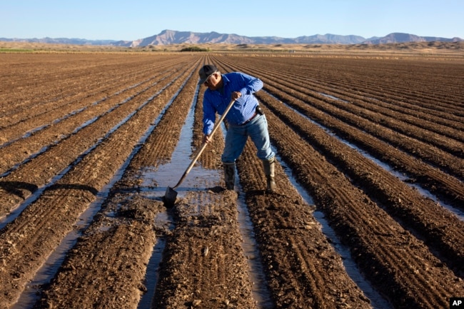 FILE Joe Bernal works on his family's farm, Sept. 1, 2022, in Fruita, Colorado. (Hugh Carey/The Colorado Sun via AP)