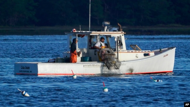 A lobster fisherman hauls a trap, Thursday, Sept. 8, 2022, off of Kennebunkport, Maine. (AP Photo/Robert F. Bukaty)