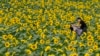 A couple takes photos in a field of sunflowers at a park in Yeoncheon, South Korea, Sept. 12, 2022. 
