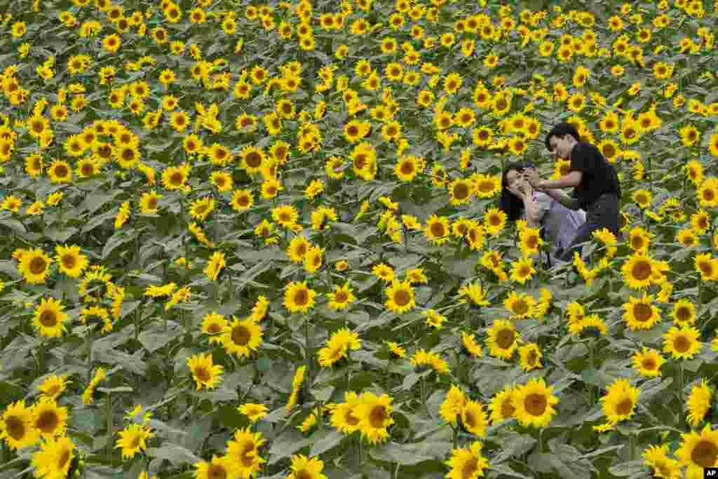 A couple takes photos in a field of sunflowers at a park in Yeoncheon, South Korea.