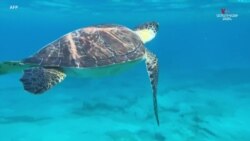 Կանաչ կրիա է (Chelonia Mydas) նկատվել Կիպրոսի արևելյան ափին գտնվող ավազոտ ծովախորշի մոտ: 