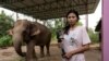 Streaming to Survive: Thailand's Out-Of-Work Elephants in Crisis