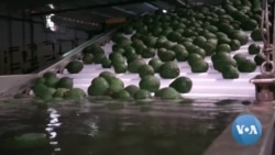 China Greenlights Kenyan Avocados Amid Trade Imbalance