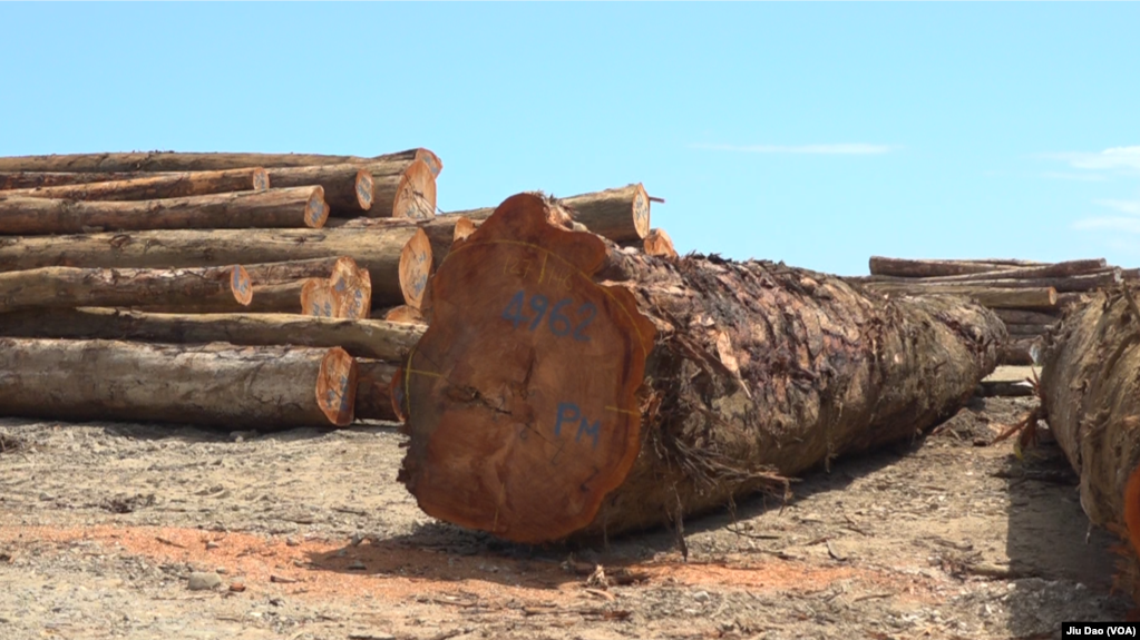 马来西亚华人拥有的三姆林森公司在所罗门群岛马莱塔省采伐的型号不同的木材。（美国之音久岛拍摄）(photo:VOA)