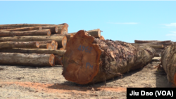 马来西亚华人拥有的三姆林森公司在所罗门群岛马莱塔省采伐的型号不同的木材。（美国之音久岛拍摄）