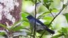 Seriwang Sangihe (Eutrichomyias rowleyi) di Pegunungan Sahendaruman, Pulau Sangihe, Kepulauan Sangihe, Sulawesi Utara. (Foto : Burung Indonesia/Ganjar Cahyo Aprianto)
