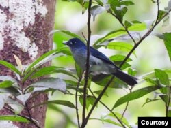 Seriwang Sangihe (Eutrichomyias rowleyi) di Pegunungan Sahendaruman, Pulau Sangihe, Kepulauan Sangihe, Sulawesi Utara. (Foto : Burung Indonesia/Ganjar Cahyo Aprianto)