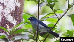 Seriwang Sangihe (Eutrichomyias rowleyi) di Pegunungan Sahendaruman, Pulau Sangihe, Kepulauan Sangihe, Sulawesi Utara. (Foto : Burung Indonesia/Ganjar Cahyo Aprianto)
