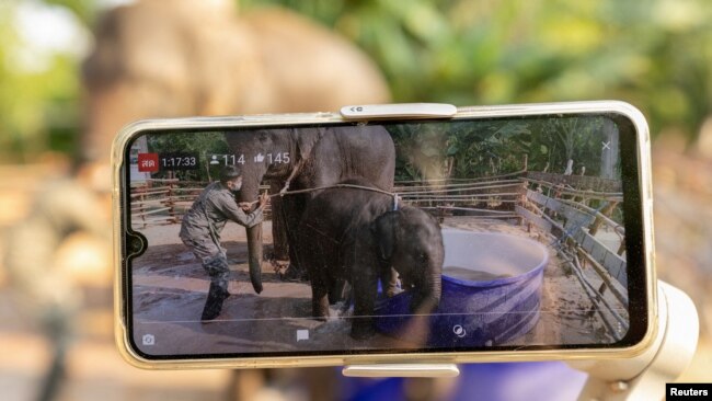 FILE - Baby elephant Pangmaemae Plainamo, along with her mother and a mahout, are live-streamed on social media at Ban Ta Klang village in Surin, Thailand April 8, 2022.
