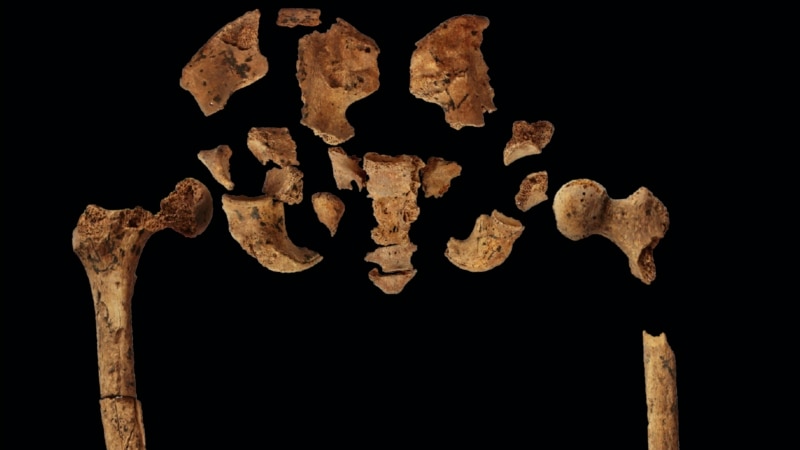 Earliest Medical Operation Might Have Been 31,000 Years Ago | WordDisk