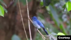 Seriwang Sangihe (Eutrichomyias rowleyi) di Pegunungan Sahendaruman, Pulau Sangihe, Kepulauan Sangihe, Sulawesi Utara. (Foto : Burung Indonesia/Ganjar Cahyo Aprianto)