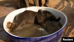 FILE - Baby elephant Pangmaemae Plainamo takes a bath at Ban Ta Klang village in Surin, Thailand April 8, 2022.