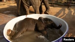 FILE - Baby elephant Pangmaemae Plainamo takes a bath at Ban Ta Klang village in Surin, Thailand April 8, 2022.