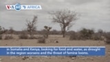 VOA60 Africa - Red Cross says nearly one million people fled their homes in Somalia and Kenya, looking for food and water