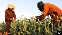 Afghan farmers harvest poppies in Nad Ali district, Helmand province, Afghanistan, April 1, 2022.