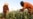Taliban Make Little Progress in Countering Drugs