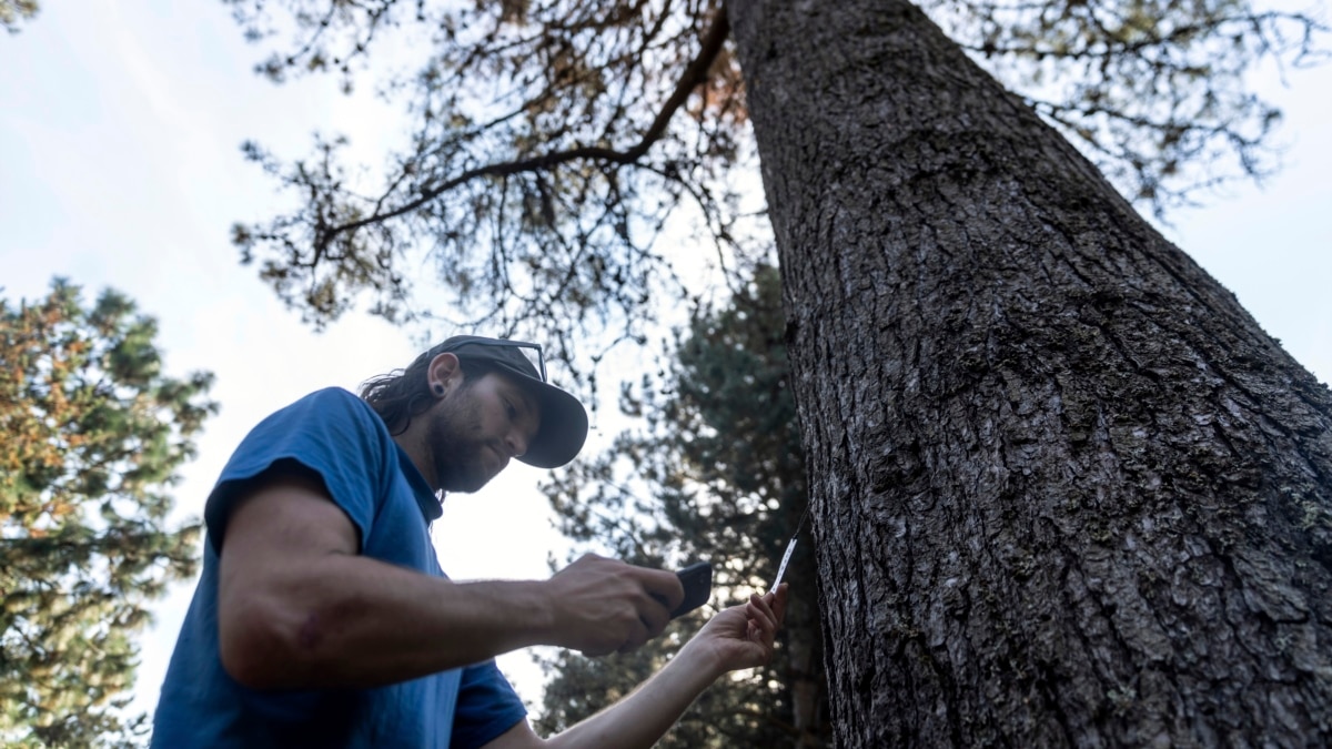 Climate Change Causes City Trees to Struggle - Vimarsana News