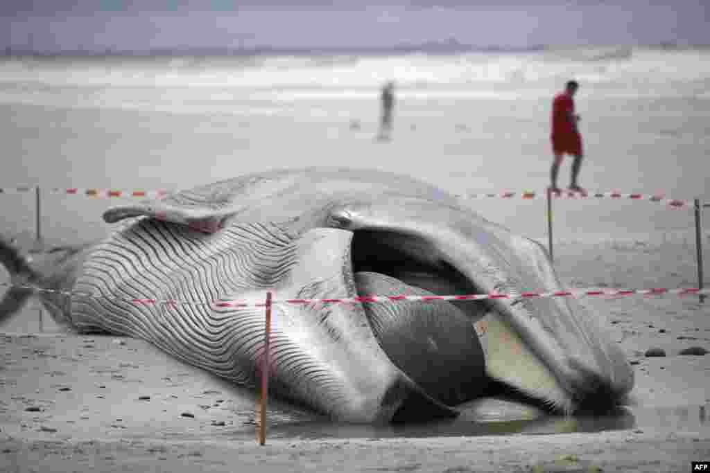 Seorang pejalan kaki berjalan melewati paus rorqual yang terdampar sepanjang 16 meter di pantai Treguennec, Prancis barat.&nbsp;