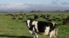 Ilmuwan Selandia Baru Berupaya Kurangi Sendawa Sapi dan Domba