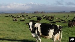 ARSIP - Sapi perah merumput di peternakan dekat Oxford, Selandia Baru, 8 Oktober 2018. Ilmuwan Selandia Baru menemukan beberapa solusi tentang cara mengurangi emisi gas metana dari hewan ternak. (Foto AP/Mark Baker, File)