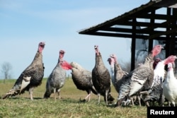 FILE: Heritage turkeys make rapid gurgling sound at Elmwood Stock Farm ahead of the Thanksgiving holiday in Georgetown, Kentucky, US, Nov. 16, 2021.