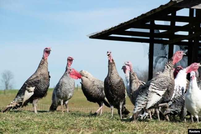 FILE: Heritage turkeys make rapid gurgling sound at Elmwood Stock Farm ahead of the Thanksgiving holiday in Georgetown, Kentucky, US, Nov. 16, 2021.