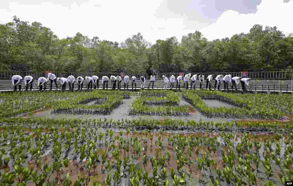 World leaders plant their seedlings during a mangrove planting event at the Tahura Ngurah Rai Mangrove Forest Park as part of the G-20 Leaders&#39; Summit in Nusa Dua, on the Indonesian resort island of Bali.
