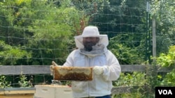 Josué Barrera y su esposa empezaron con algunas frutas y verduras en su granja Glory Fields, este año emprendieron en la producción de miel.