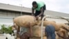 FILE - Workers remove bags of cashew nuts from a truck outside the Fludor plant in Zogbodomey, Benin, on March 29, 2019. Benin is one of Africa's main cashew producers and a new industrial zone there is processing cashews locally instead of exporting them for processing.