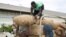 FILE - Workers remove bags of cashew nuts from a truck outside the Fludor plant in Zogbodomey, Benin, on March 29, 2019. Benin is one of Africa's main cashew producers and a new industrial zone there is processing cashews locally instead of exporting them for processing.