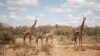 Nouvelle délocalisation de girafes menacées dans le sud-ouest nigérien