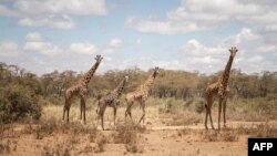 Quatre girafes peralta, une espèce rare, ont été déplacées au Niger, de la région de Kouré (sud-ouest) où elles sont menacées vers la réserve de Gadabédji 