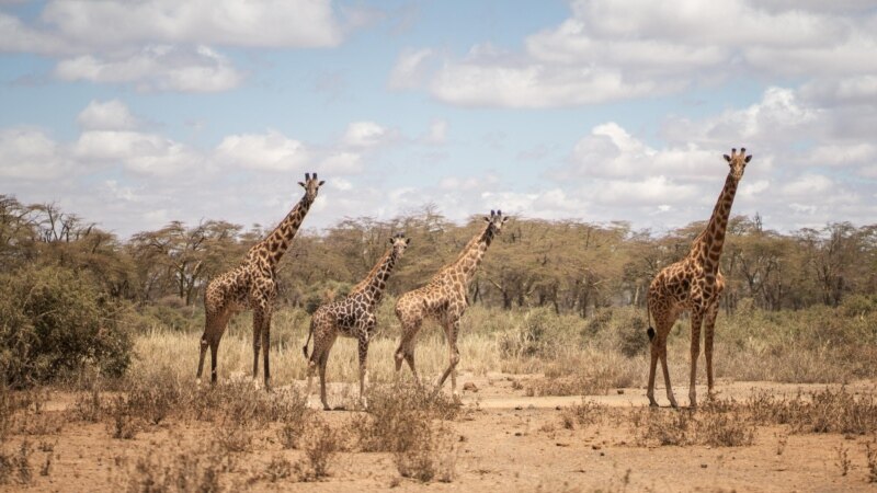Nouvelle délocalisation de girafes menacées dans le sud-ouest nigérien