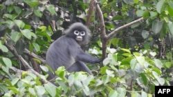 This undated handout photograph released by Flora and Fauna International (FFI) shows a Popa langur, found in the vincinity of Mount Popa, Myanmar on February 29, 2020.