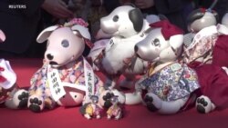 Ճապոնայում ռոբոտ շների տերերը աղոթում են իրենց ընտանի կենդանիների առողջության-.mp4