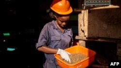 La matière produite par les mouches regorge de microbes sains qui fournissent des nutriments essentiels aux sols.