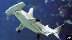 FILE - A hammerhead shark swims in a large tank at the Georgia Aquarium in Atlanta, Oct. 27, 2005.