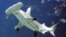FILE - A hammerhead shark swims in a large tank at the Georgia Aquarium in Atlanta, Oct. 27, 2005.