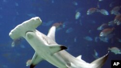 FILE - A hammerhead shark swims in a large tank at the Georgia Aquarium in Atlanta. Taken Oct. 27, 2005.