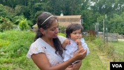 Todos los días la familia Barrera que vive en Accokeek, Maryland, sale a revisar su cultivo. Hacienda Barrera, como se llama su negocio y el cual alberga ‘Glory Fields, cosecha una variedad de hortalizas, flores, verduras y miel. 