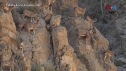 دغره د پسونو يا غرڅه يو کم يابه نسل سليمان مارخور دی چې دا وخت په نړۍ کې مخ پر ورکېدو دی